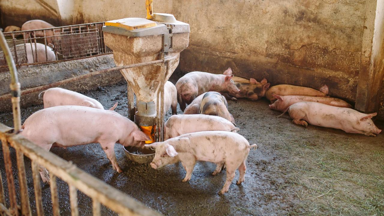 5 Simple Ways to Prevent Your Pig Waterer from Freezing This Winter